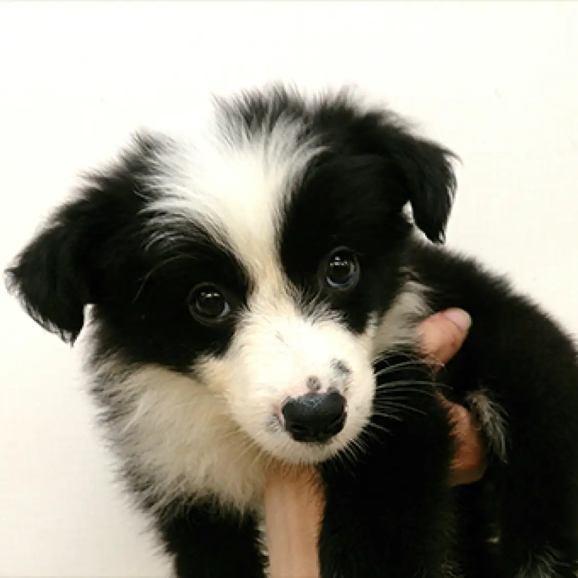 ボーダーコリー