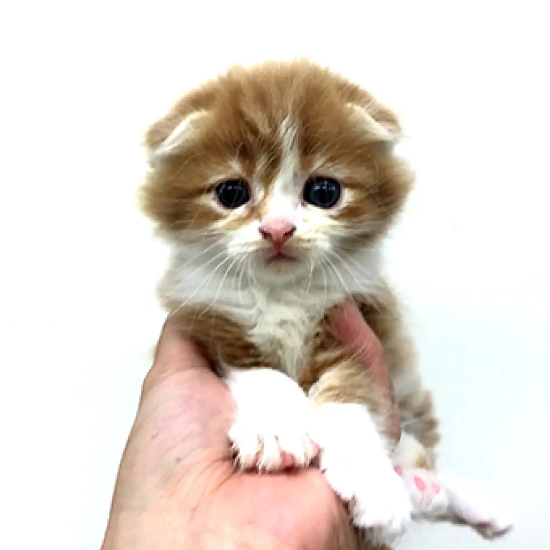 スコティッシュフォールド