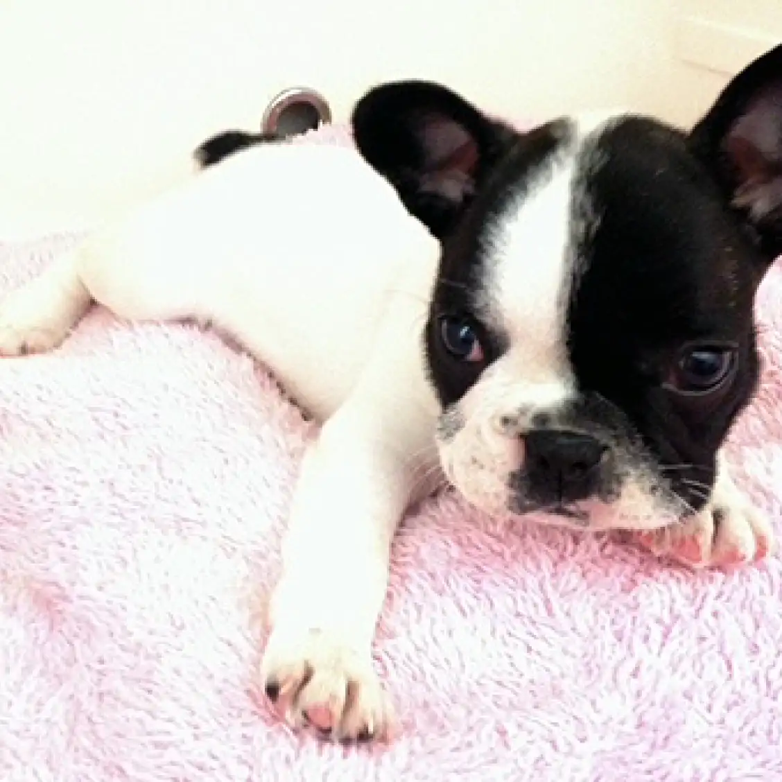 フレンチブルドッグ