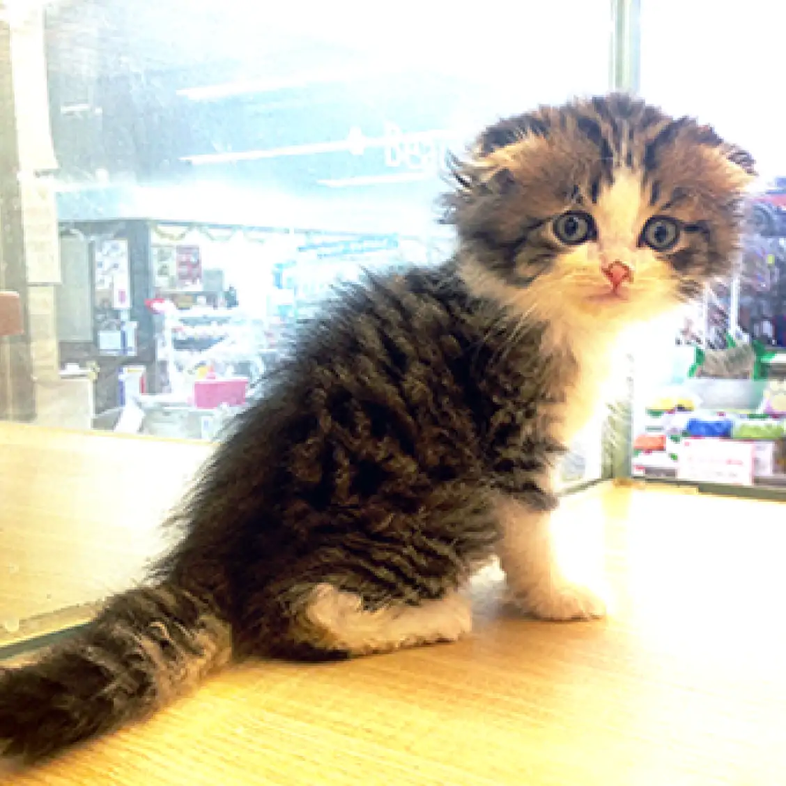 スコティッシュフォールド