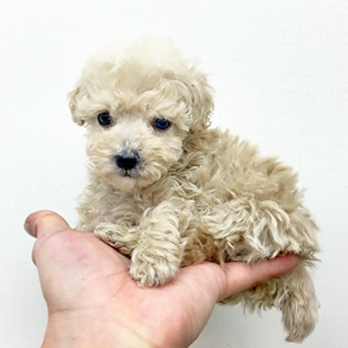 トイ・プードル