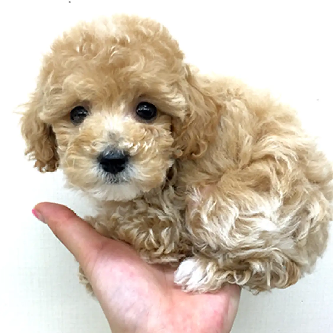 トイ・プードル