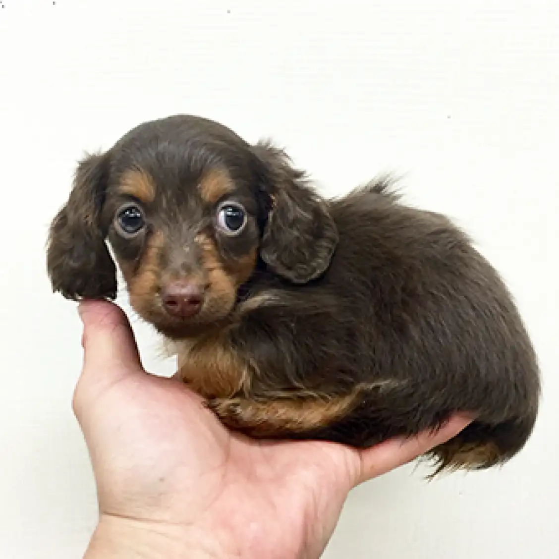 カニンヘン・ダックスフント