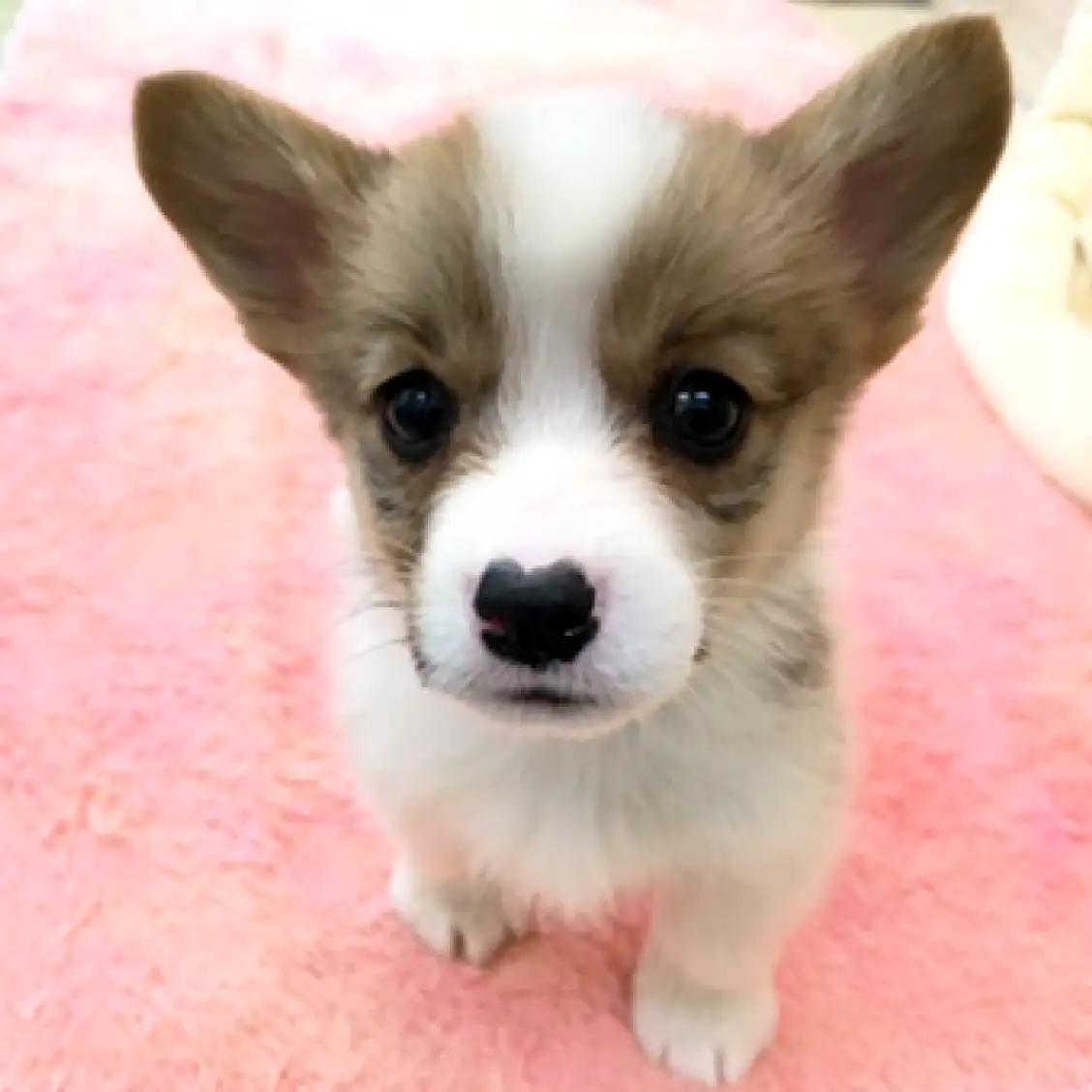 ウェルシュコーギーペンブローク