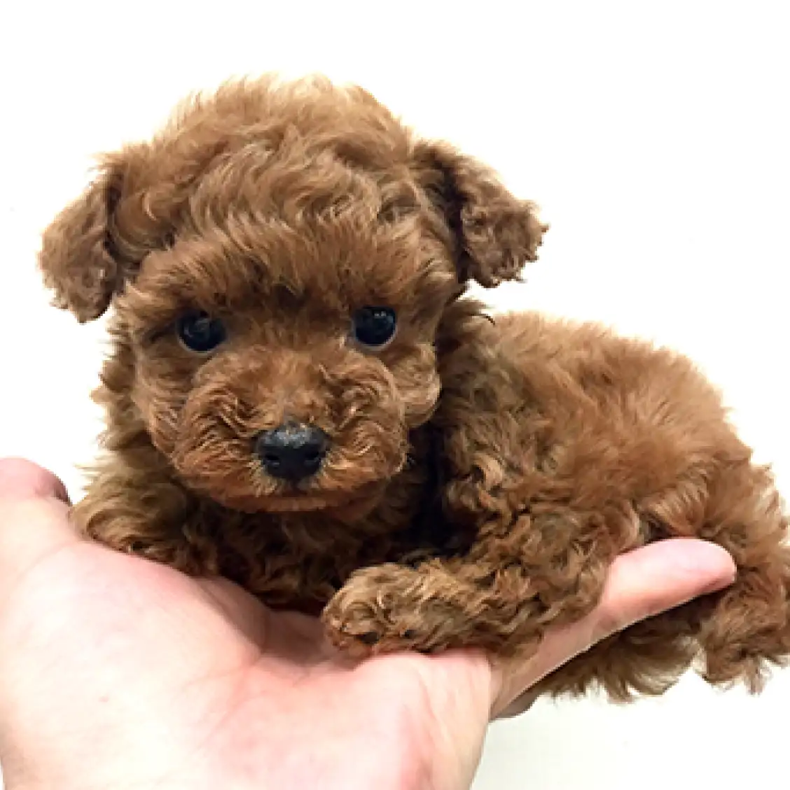 トイ・プードル