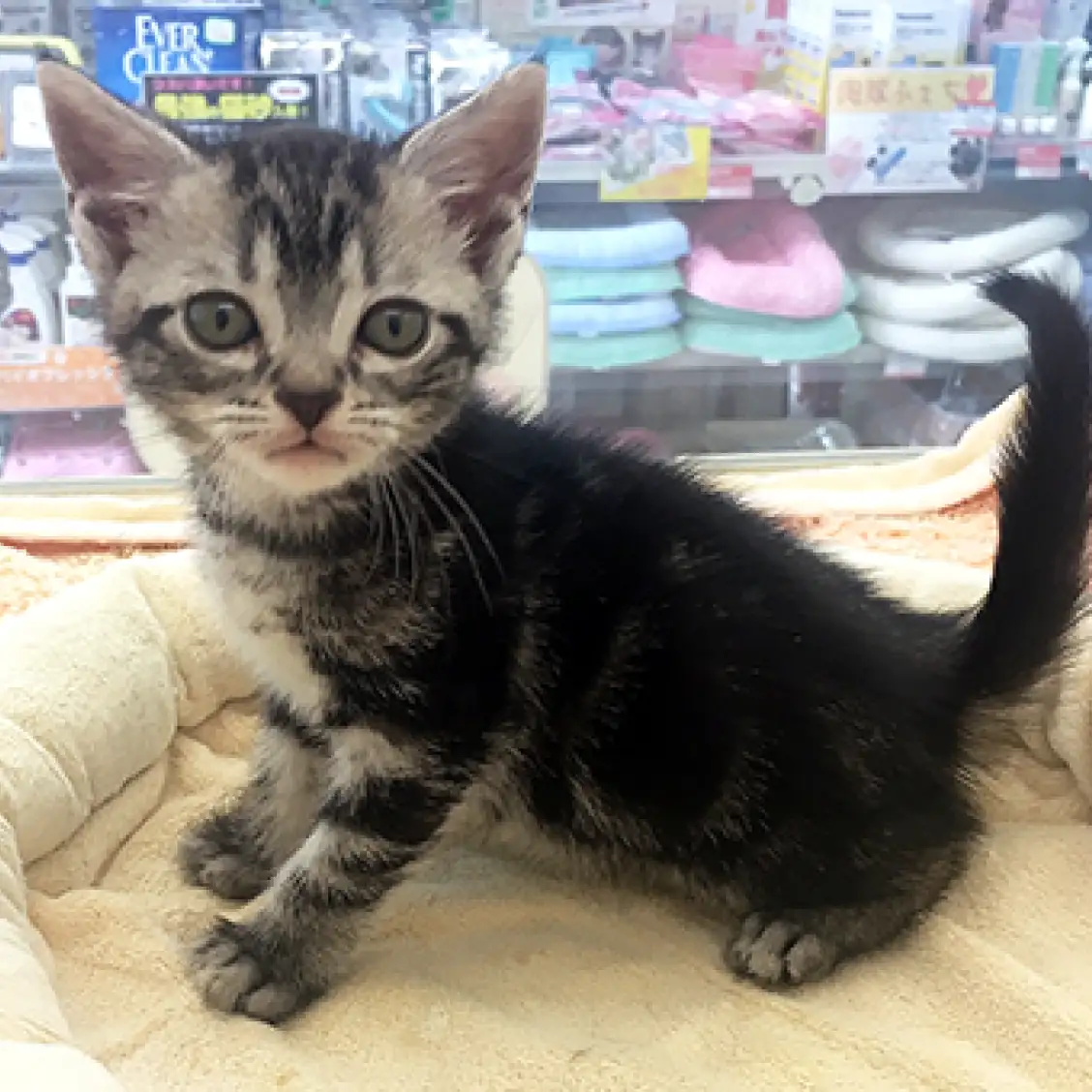 アメリカンショートヘア