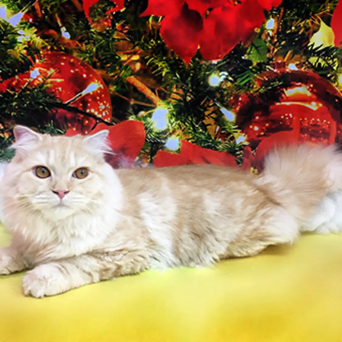 スコティッシュフォールド