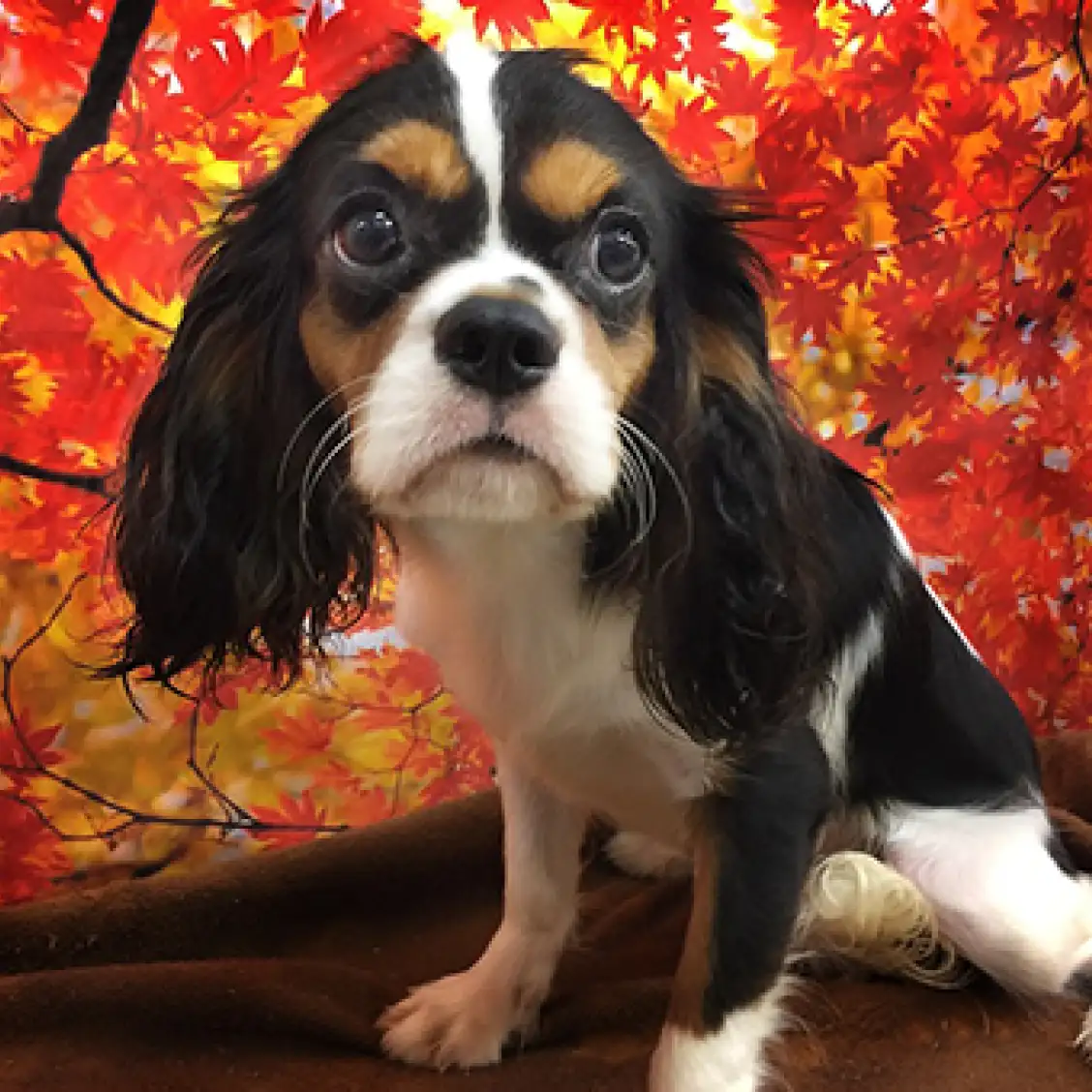 キャバリア・キングチャールズ・スパニエル