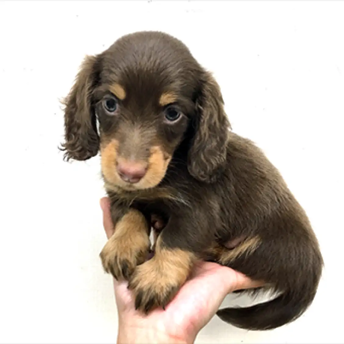 ミニチュア・ダックスフント