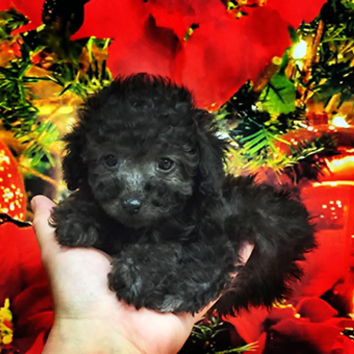 トイ・プードル