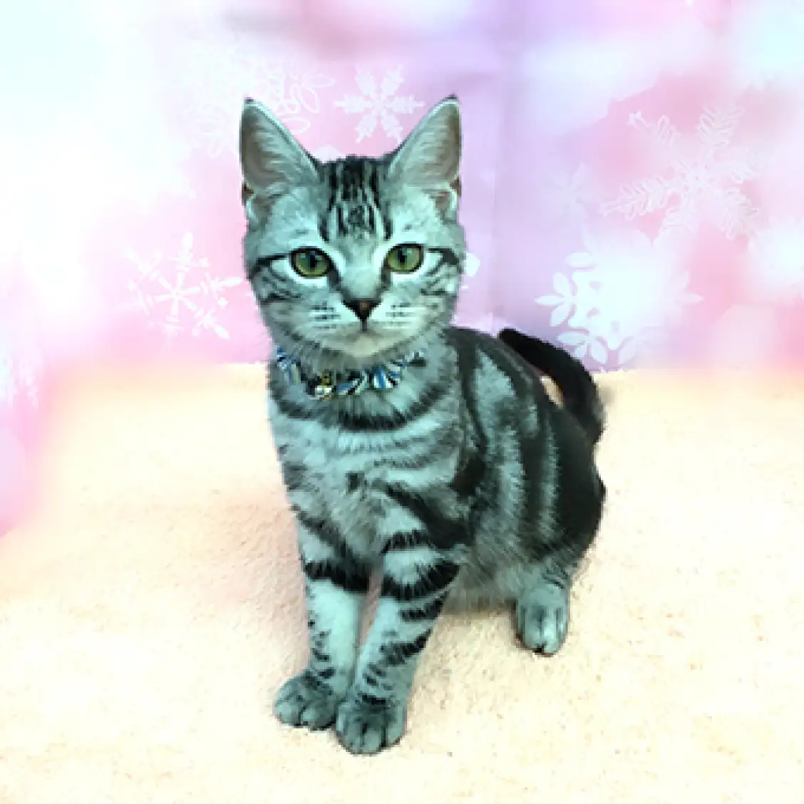 アメリカンショートヘア