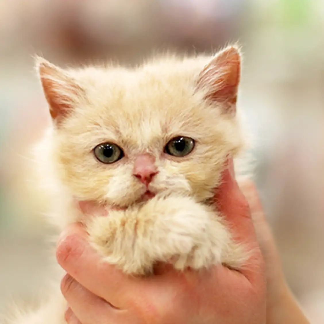 スコティッシュフォールド