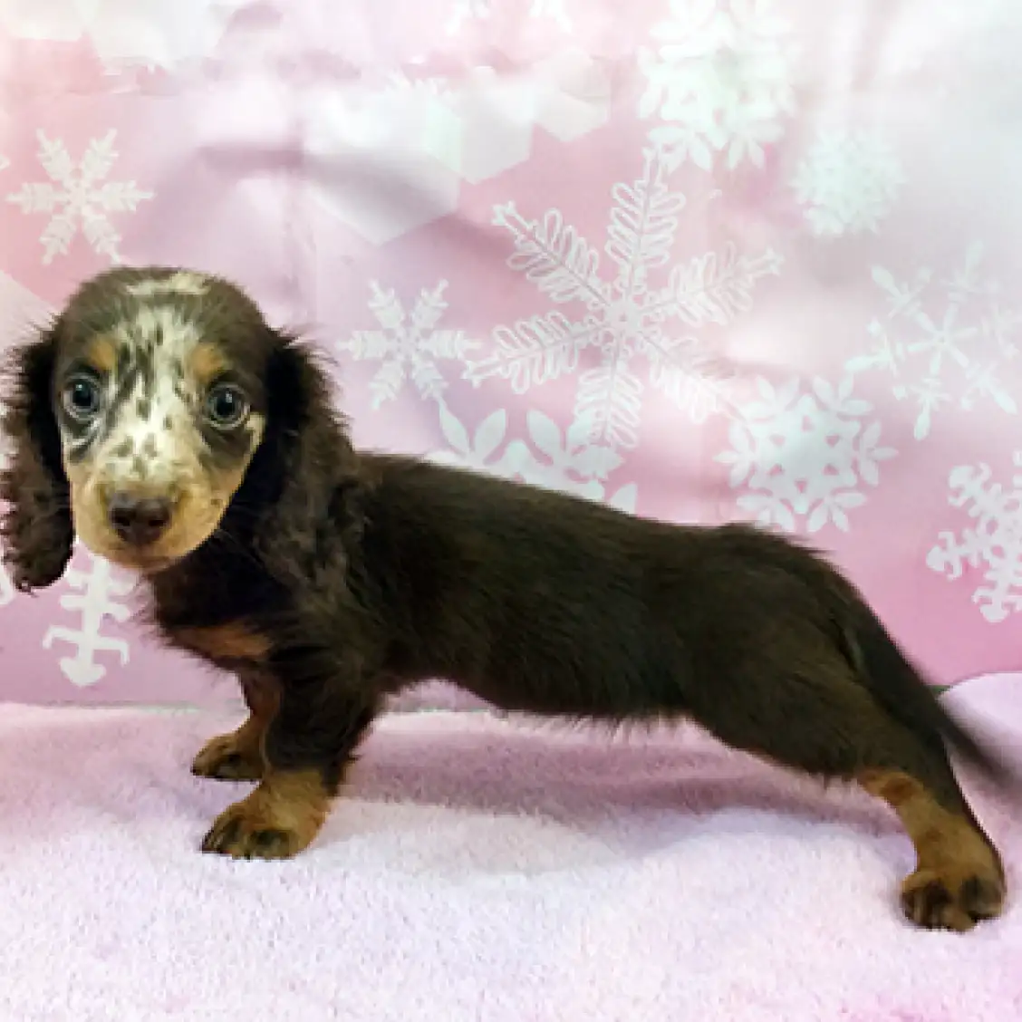 ミニチュア・ダックスフント