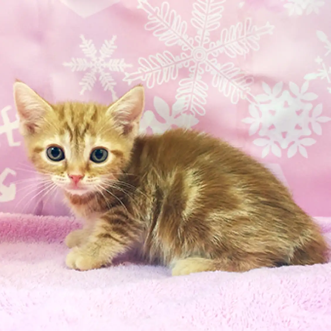 アメリカンショートヘア