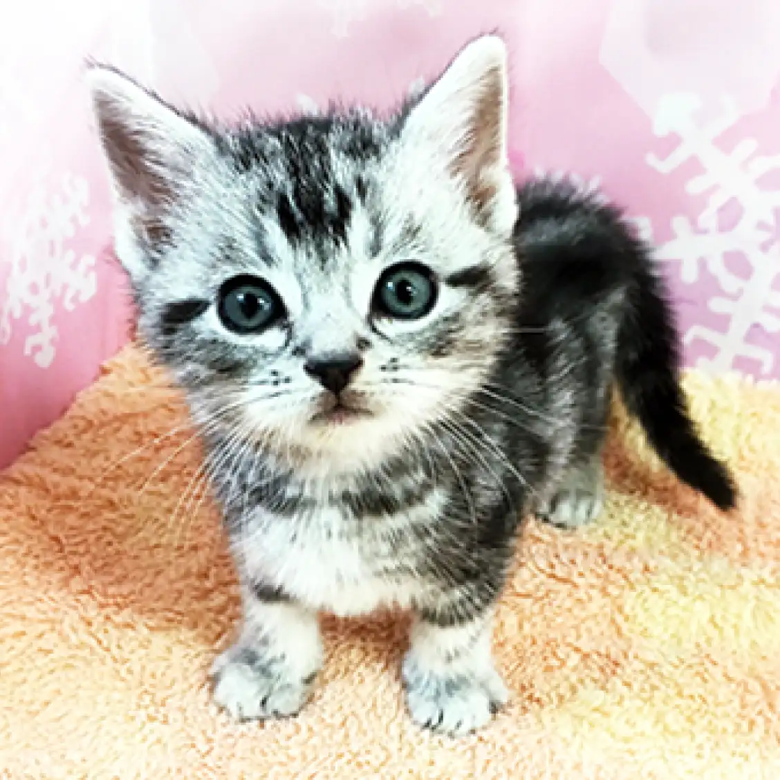 アメリカンショートヘア