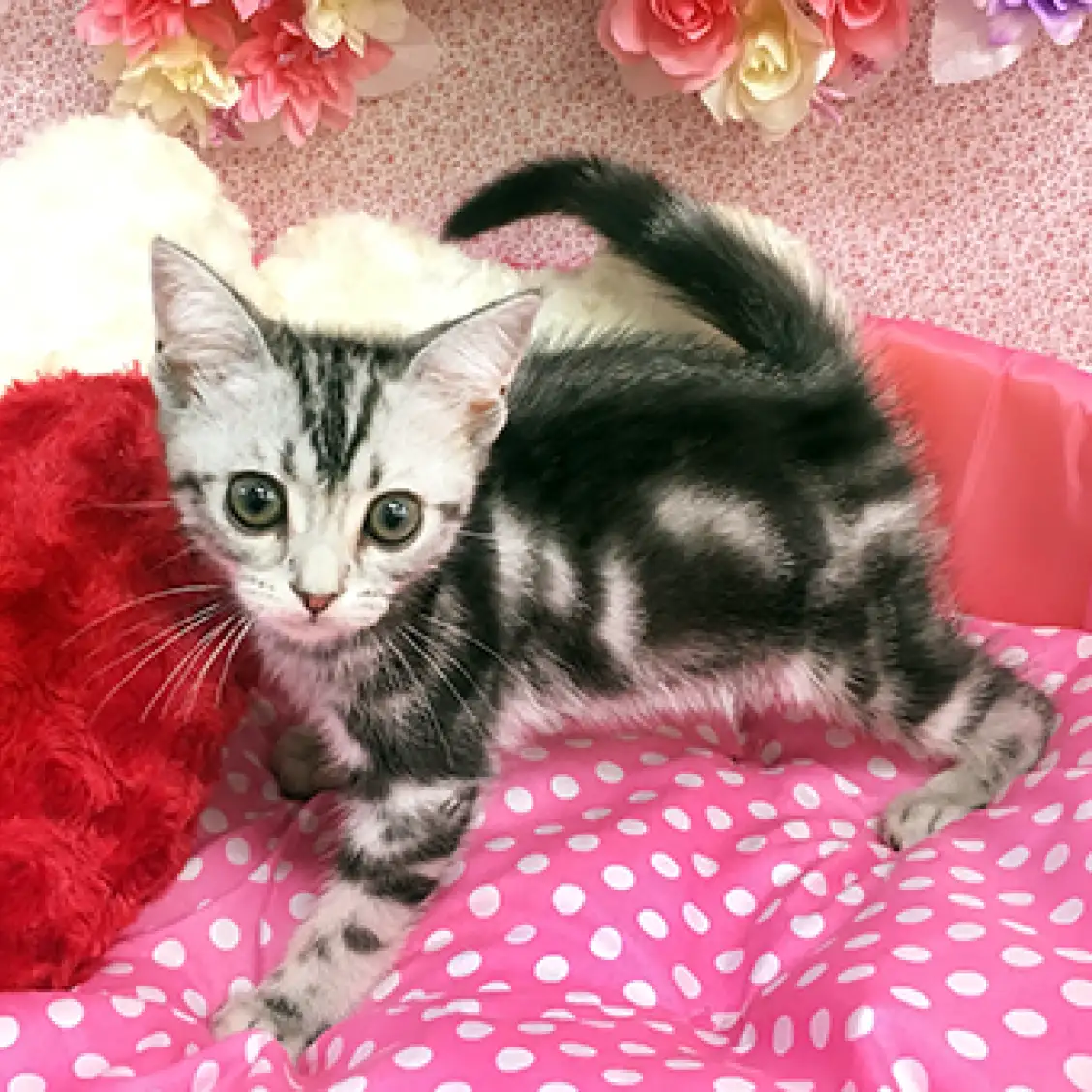 アメリカンショートヘア