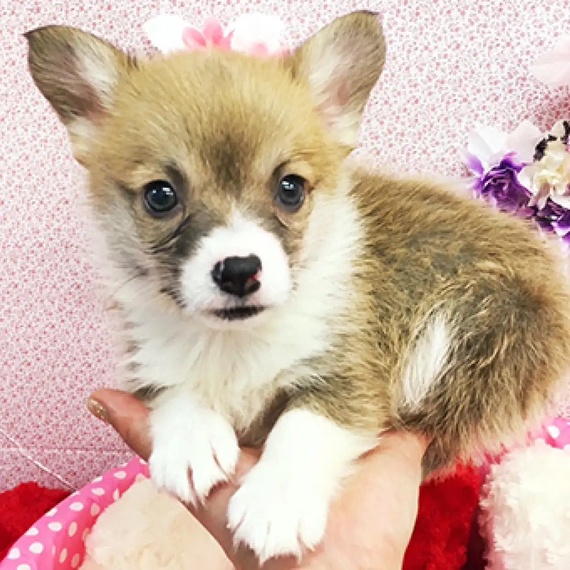 ウェルシュコーギーペンブローク