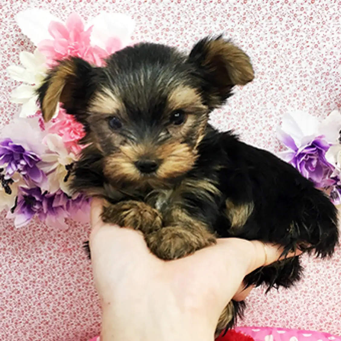 ヨークシャーテリア