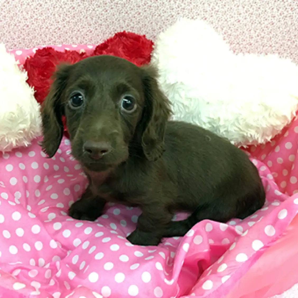 ミニチュア・ダックスフント