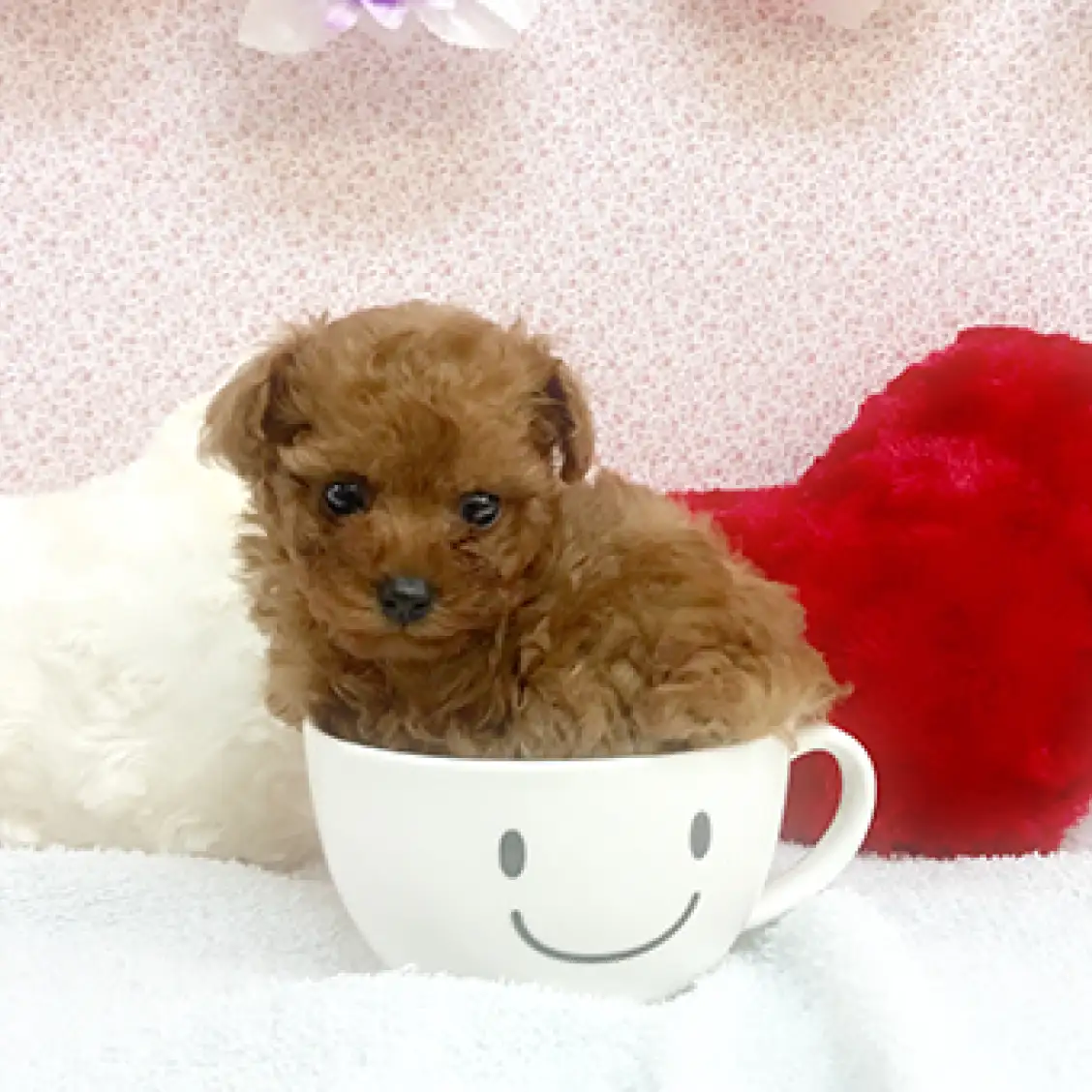 トイ・プードル