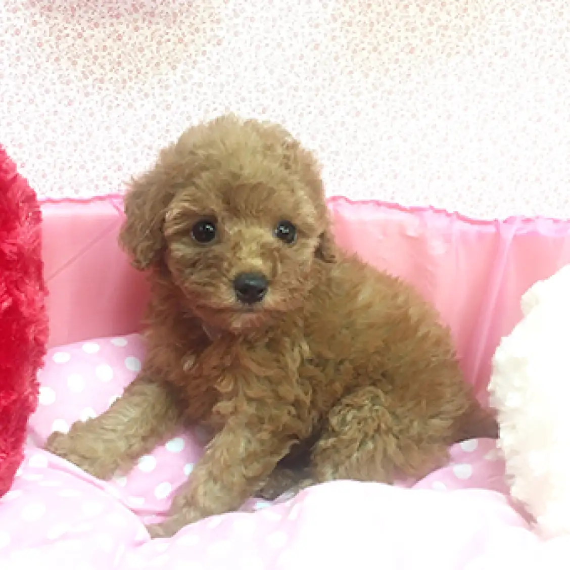 トイ・プードル