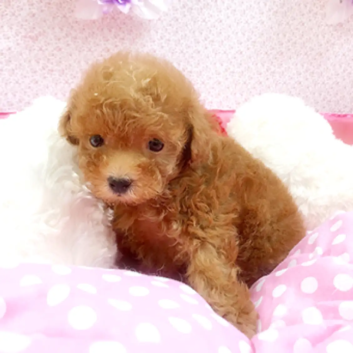 トイ・プードル