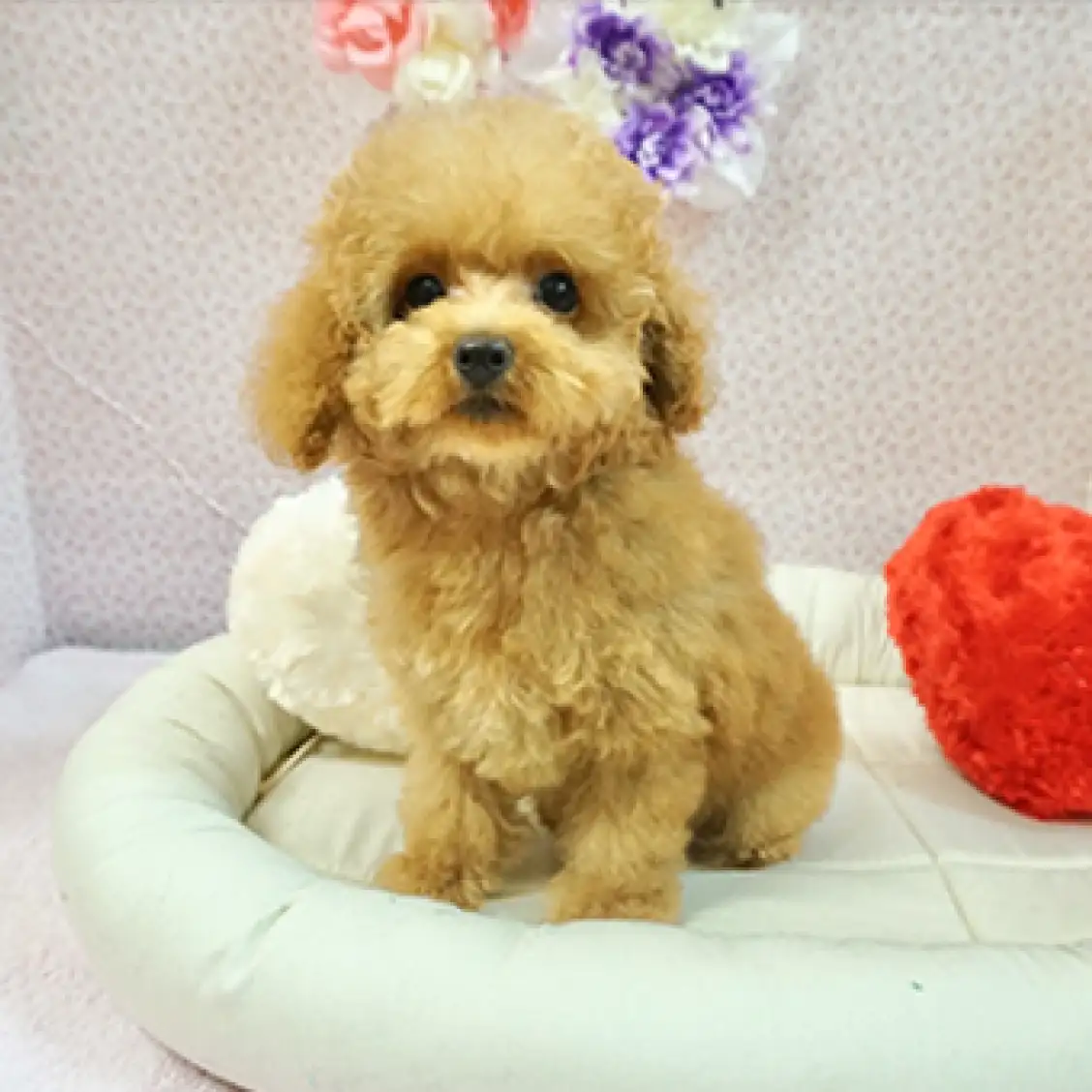 トイ・プードル