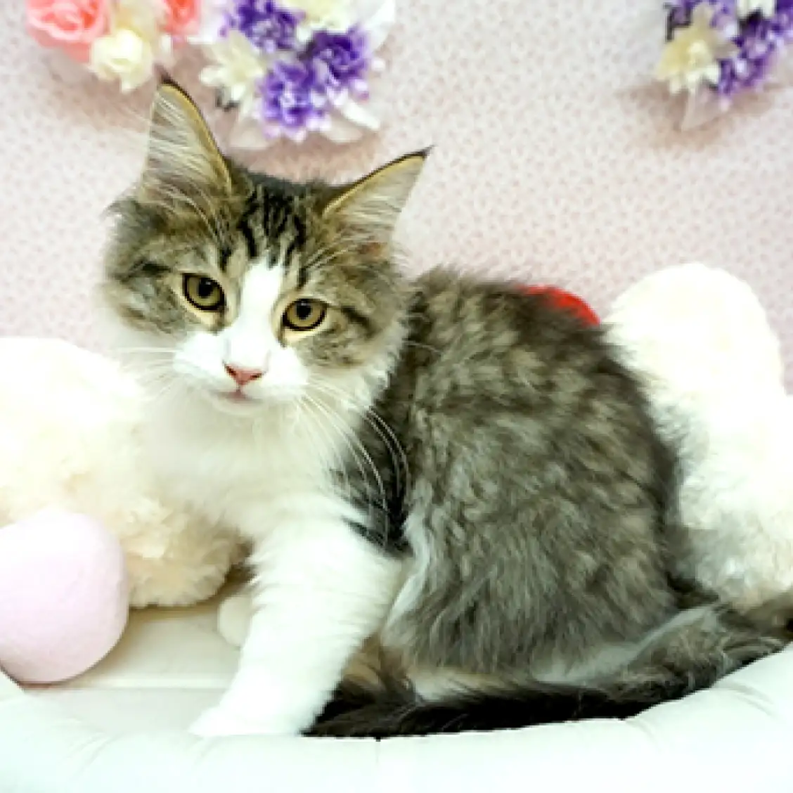 ノルウェージャンフォレストキャット