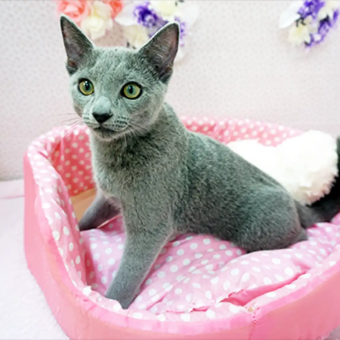 ロシアンブルー