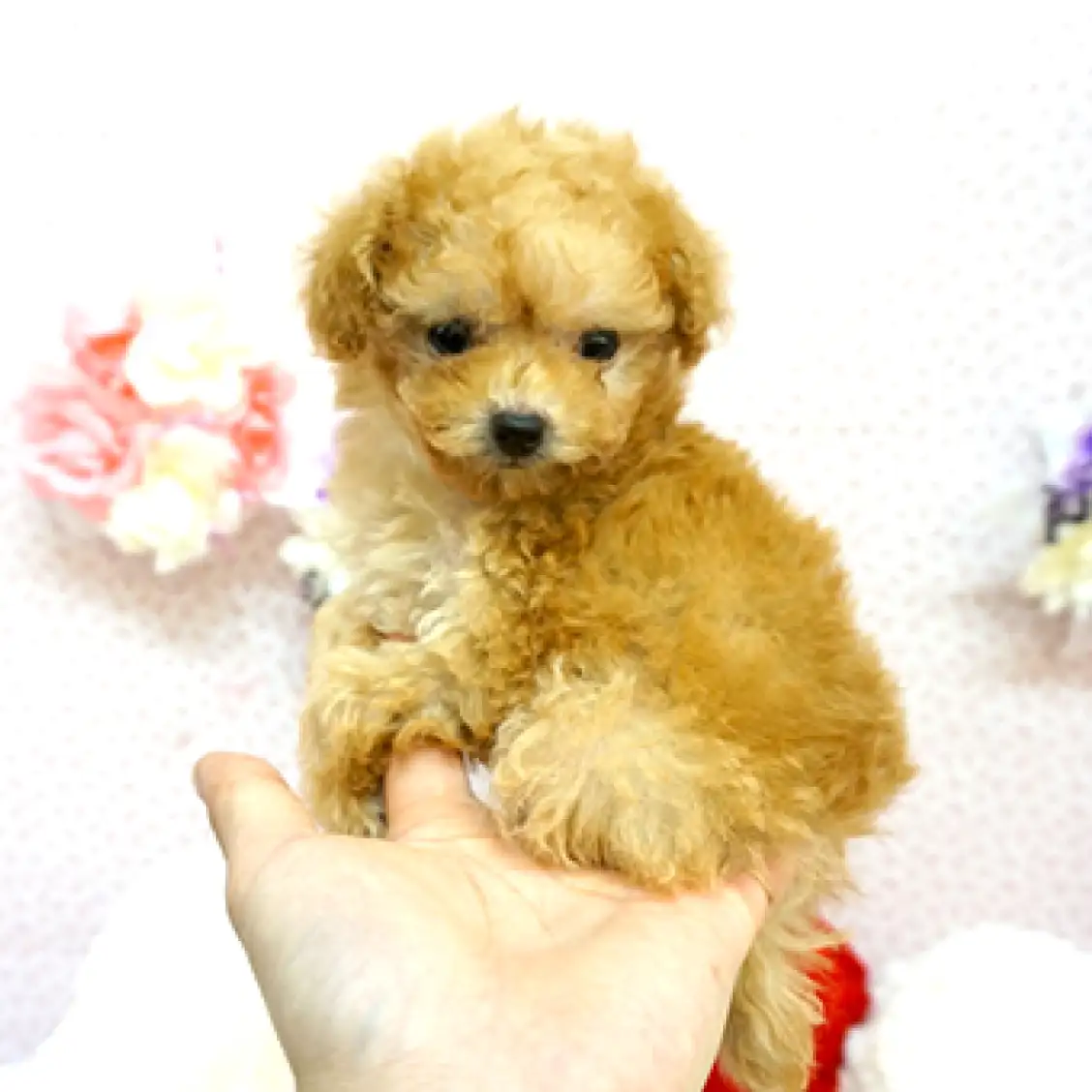 トイ・プードル