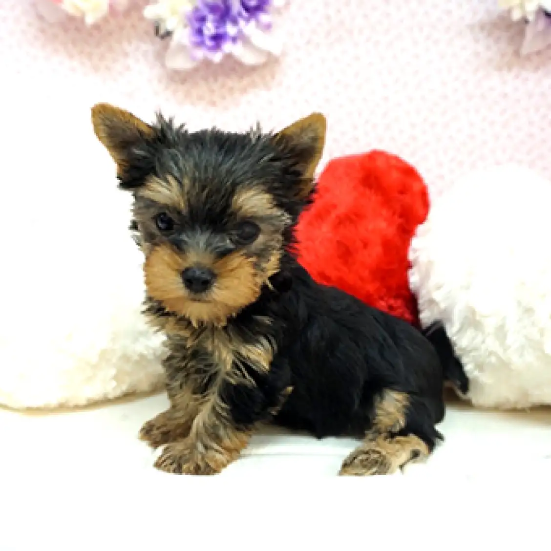 ヨークシャーテリア