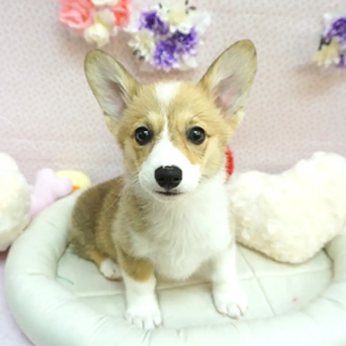 ウェルシュコーギーペンブローク