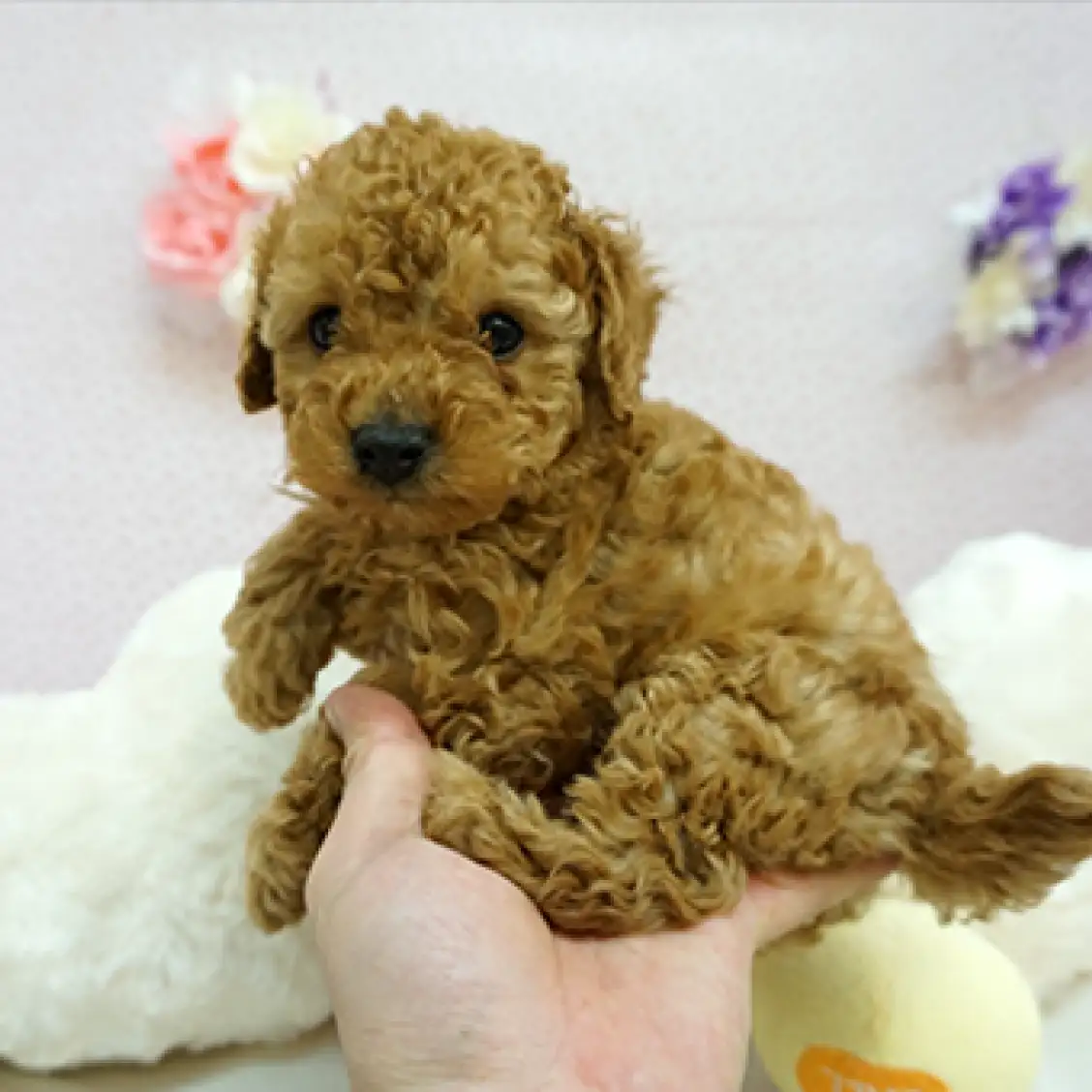 トイ・プードル