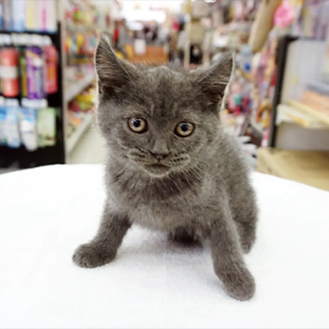 ブリティッシュショートヘア