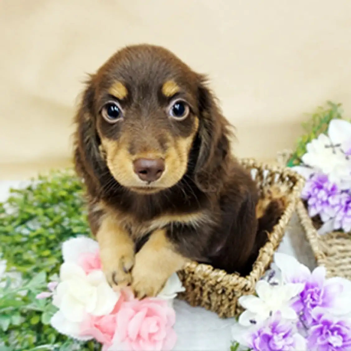 ミニチュア・ダックスフント