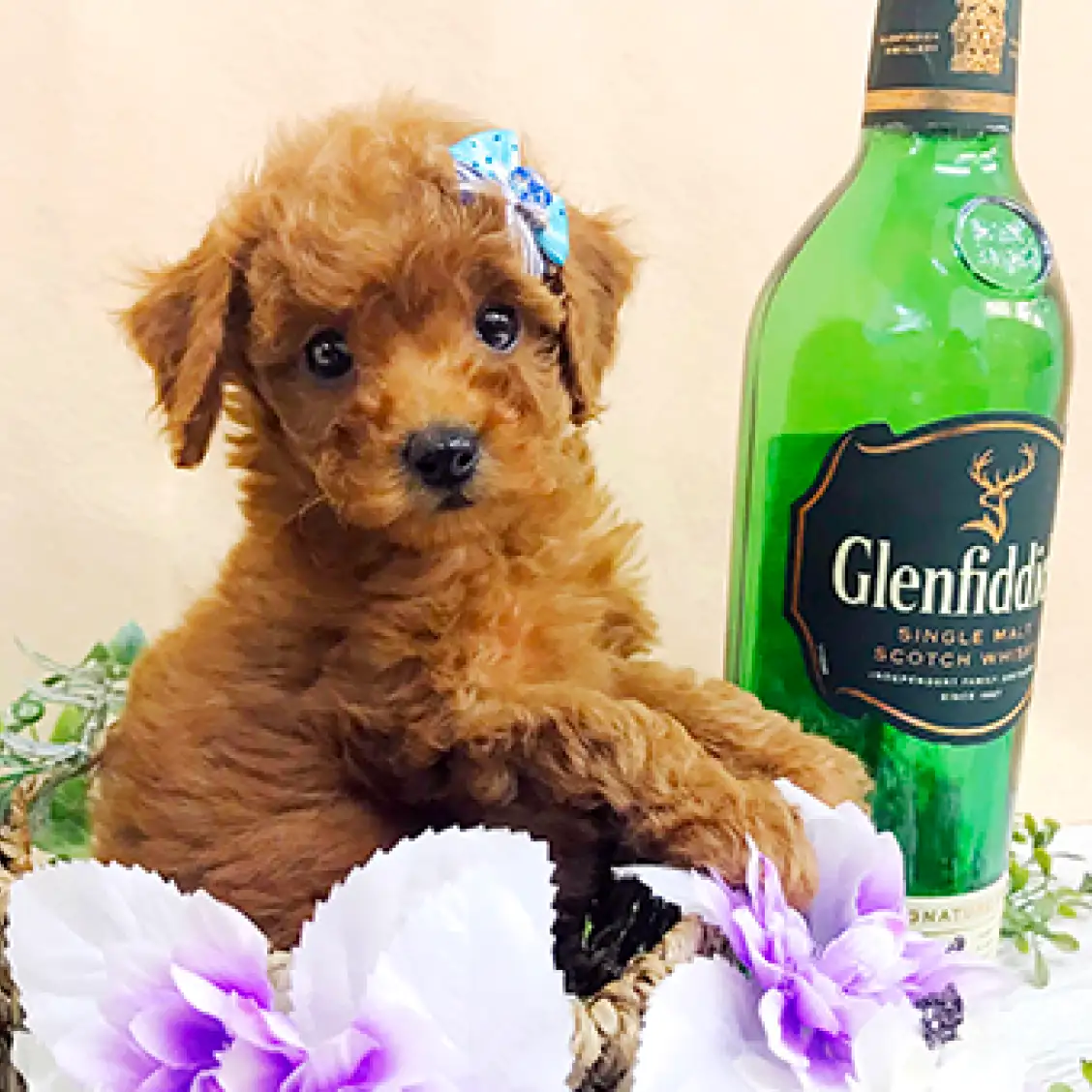 トイ・プードル