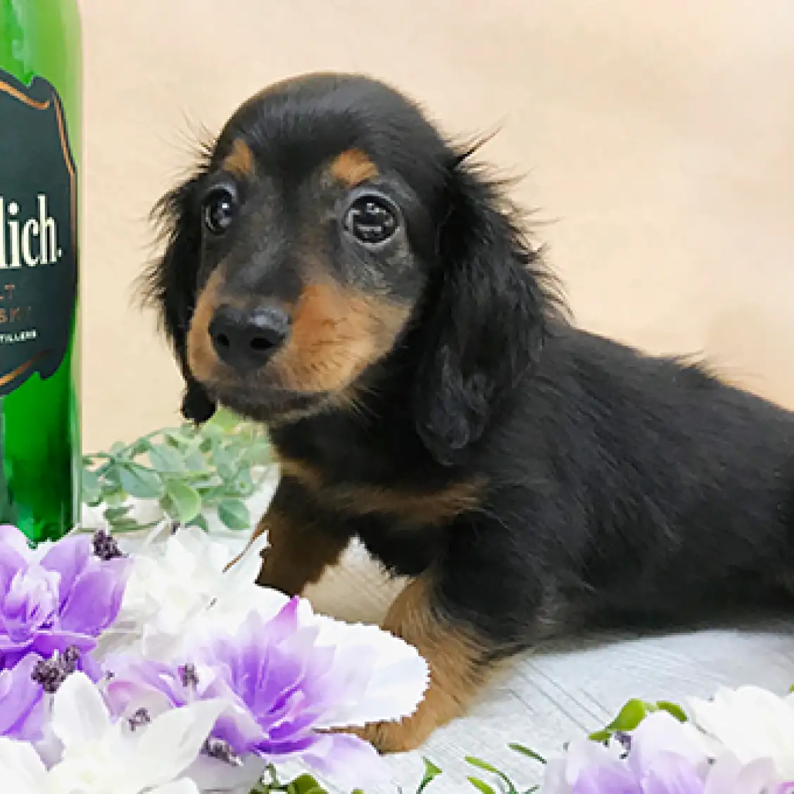 カニンヘン・ダックスフント