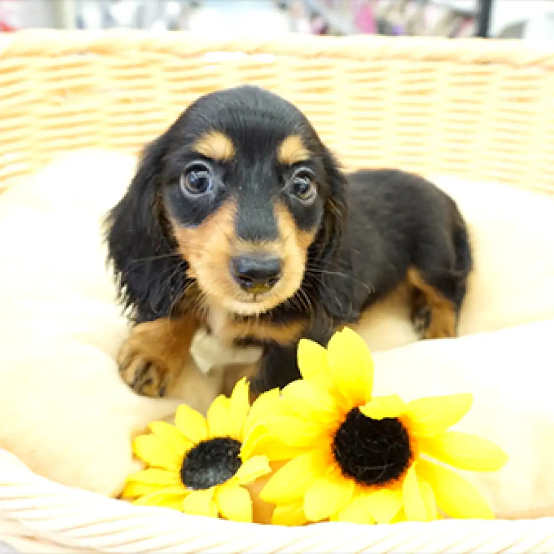 ミニチュア・ダックスフント