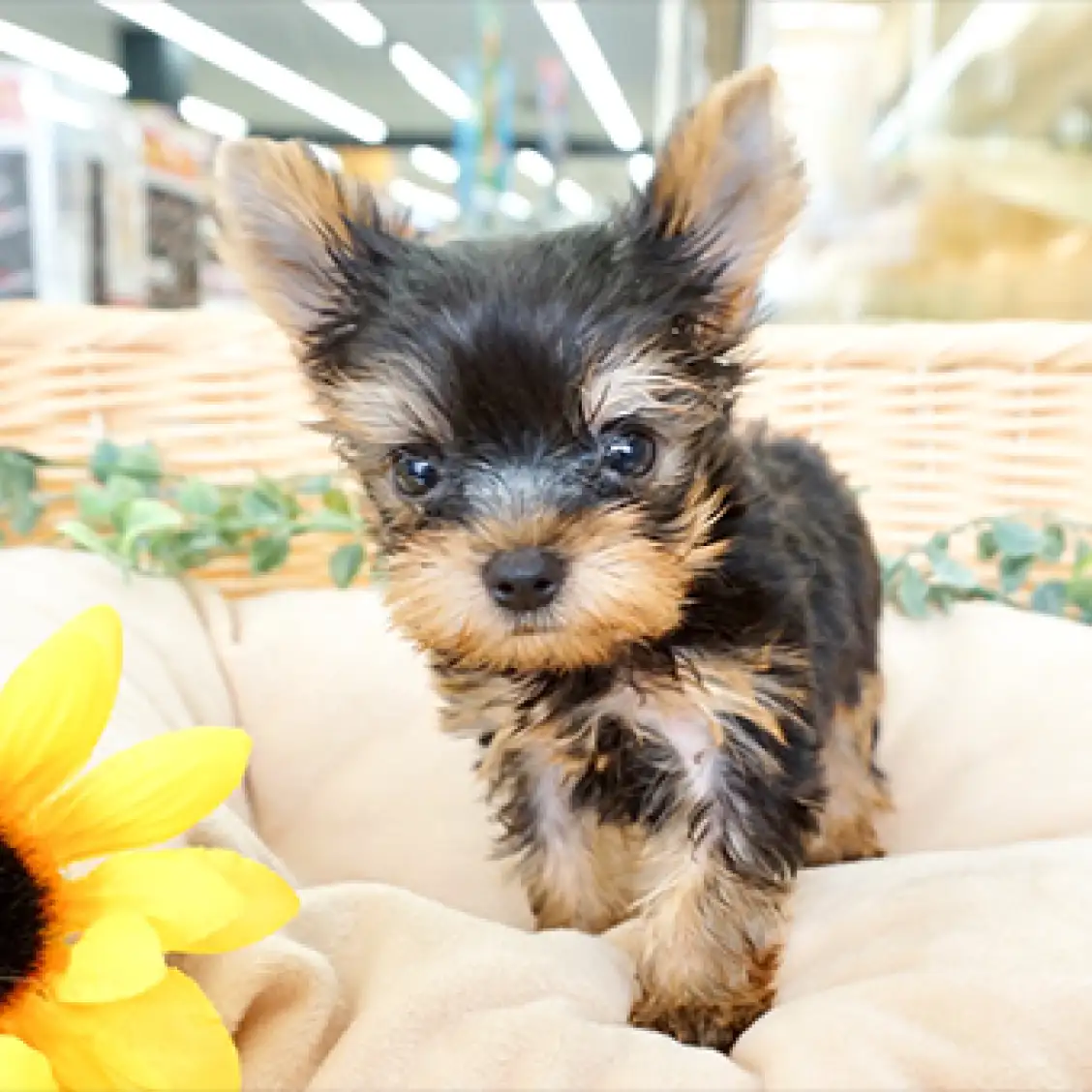 ヨークシャーテリア