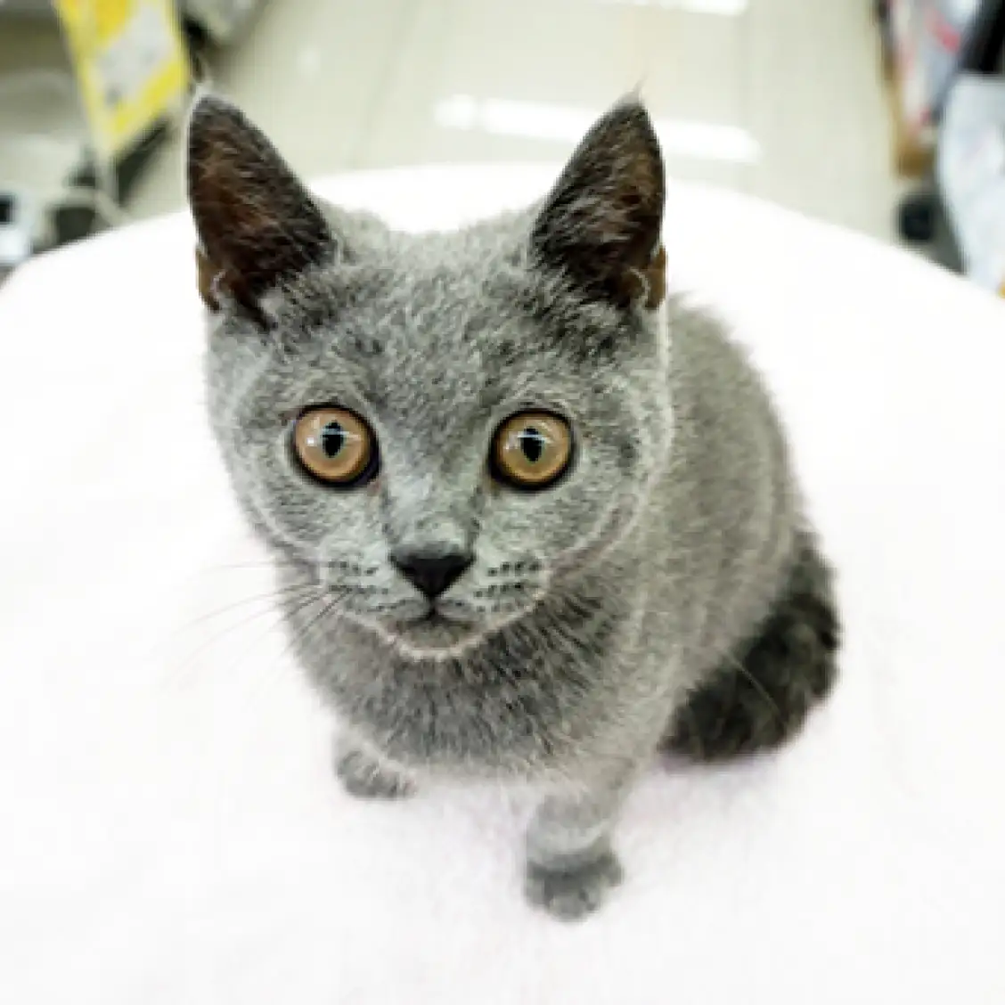 ブリティッシュショートヘア