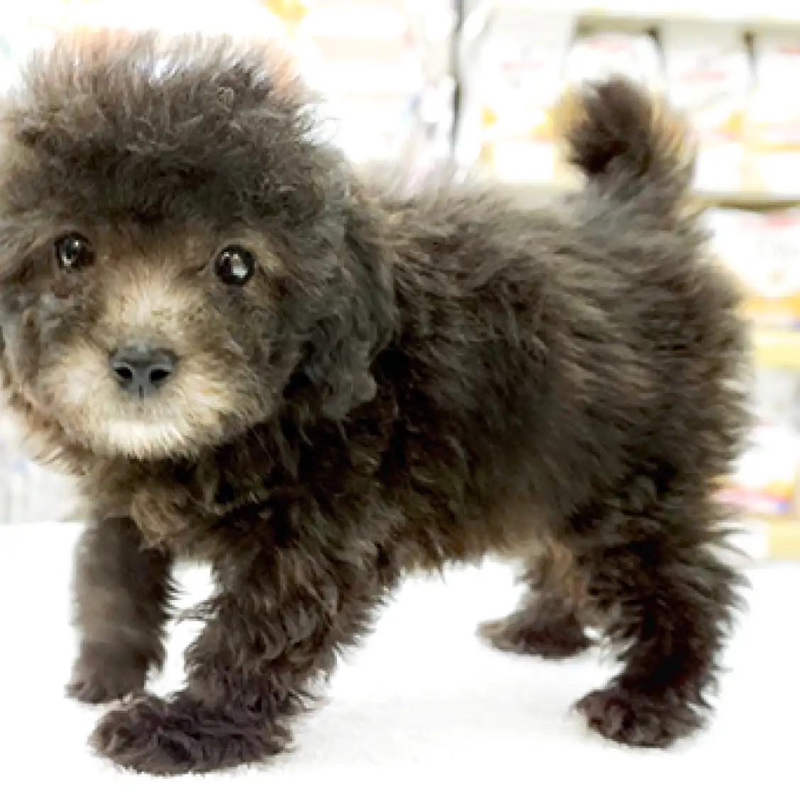 トイ・プードル