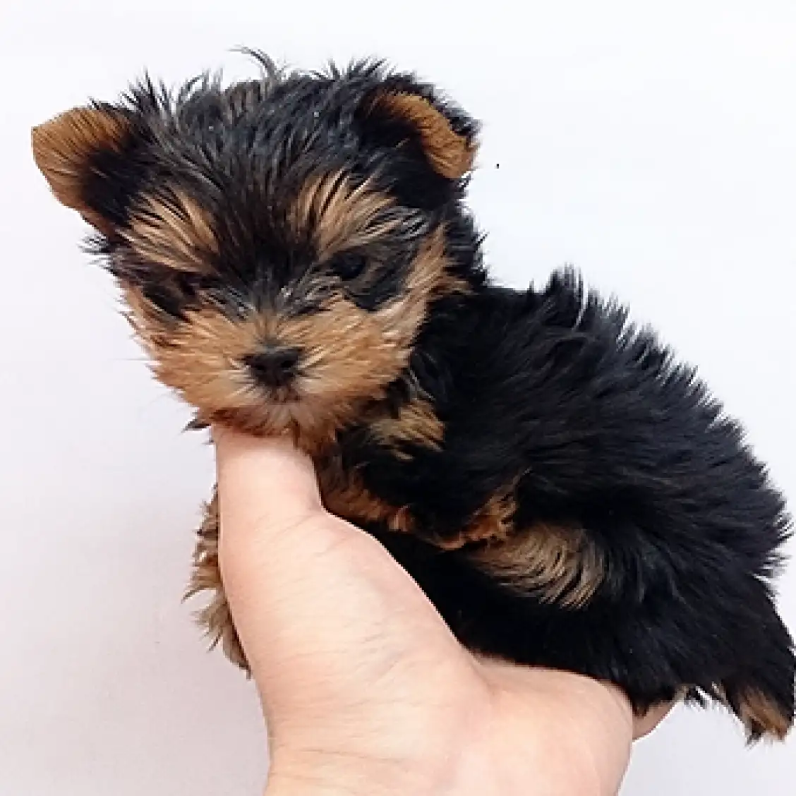 ヨークシャーテリア