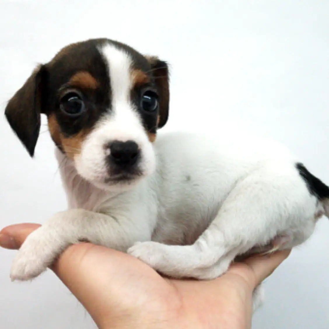 ジャックラッセルテリア