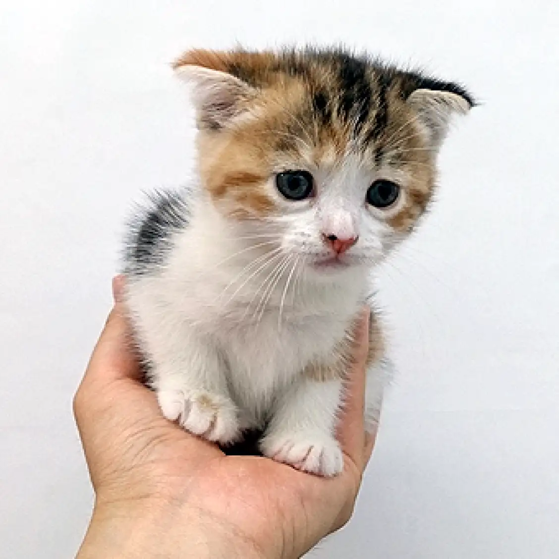 スコティッシュフォールド