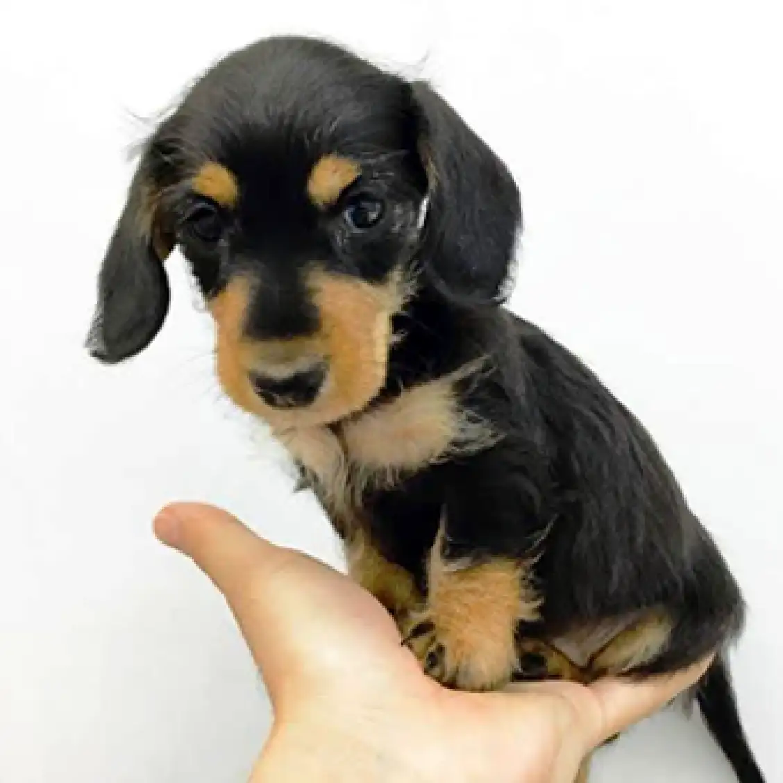 ミニチュア・ダックスフント