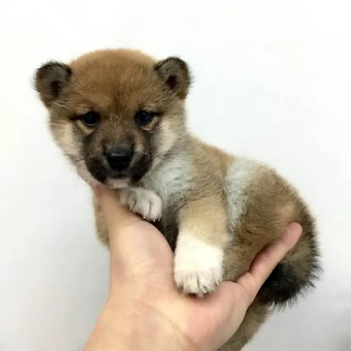 柴犬