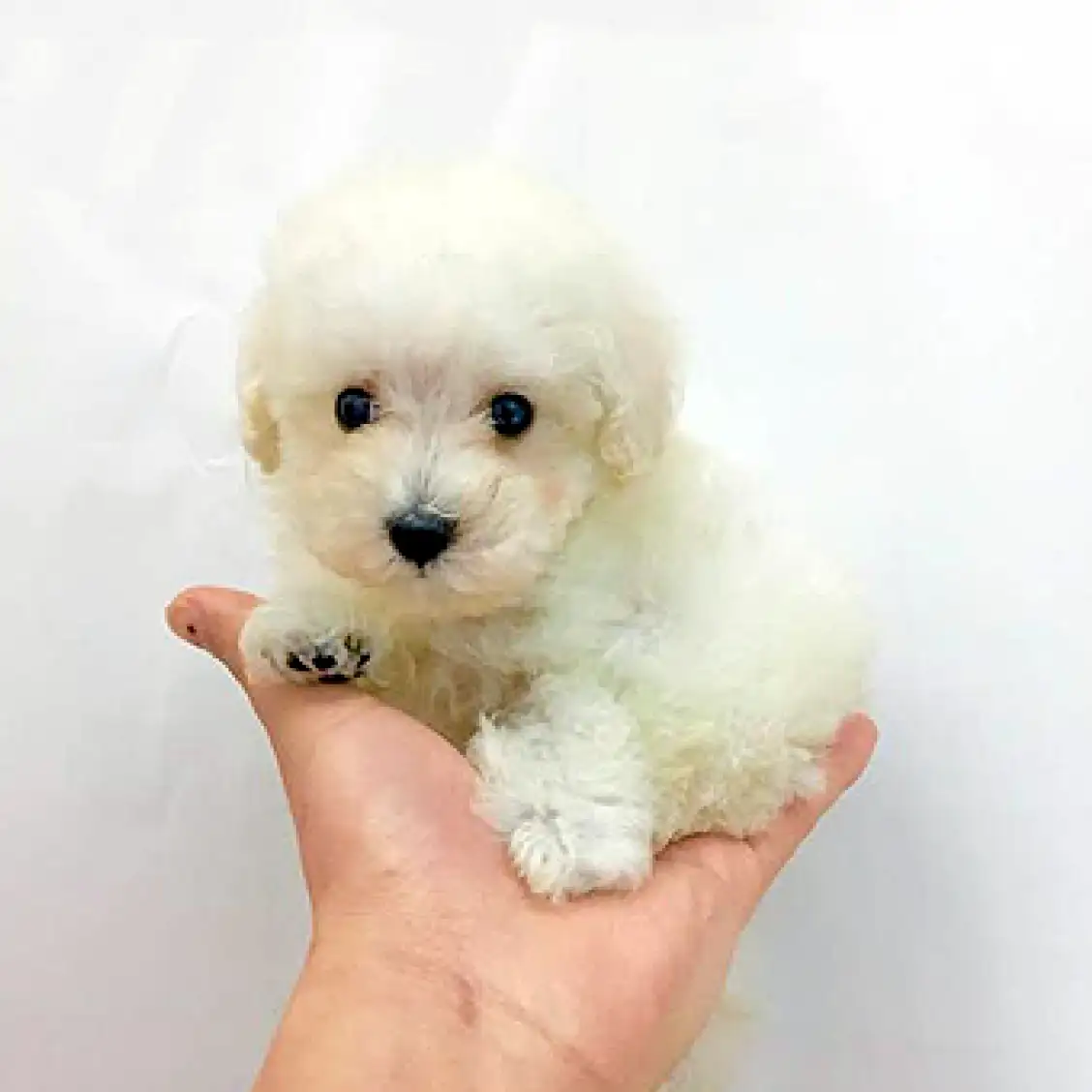 トイ・プードル