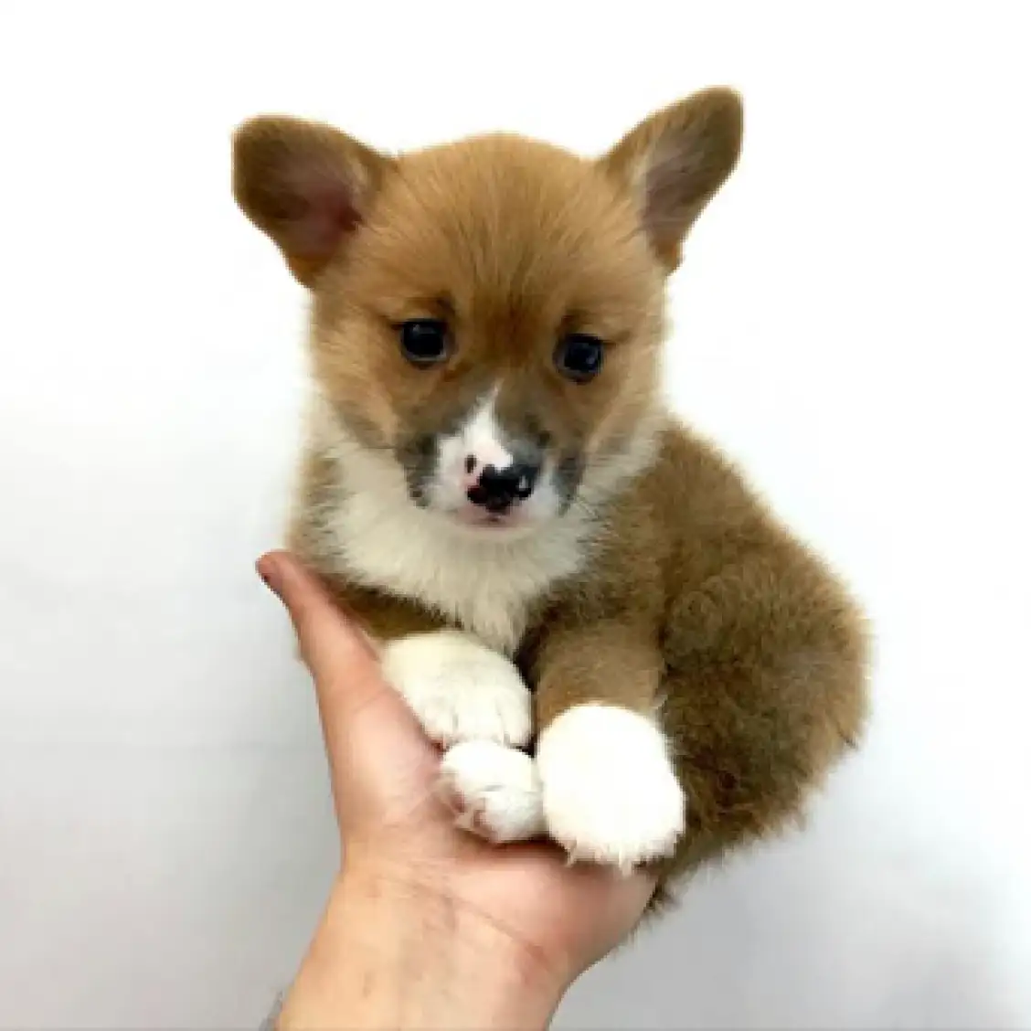 ウェルシュコーギーペンブローク