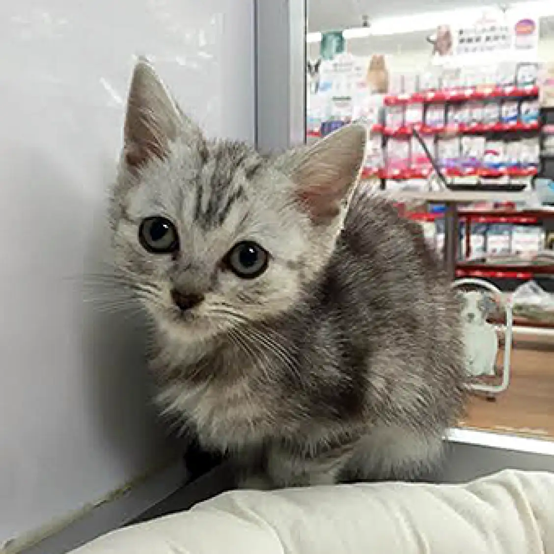 アメリカンショートヘア