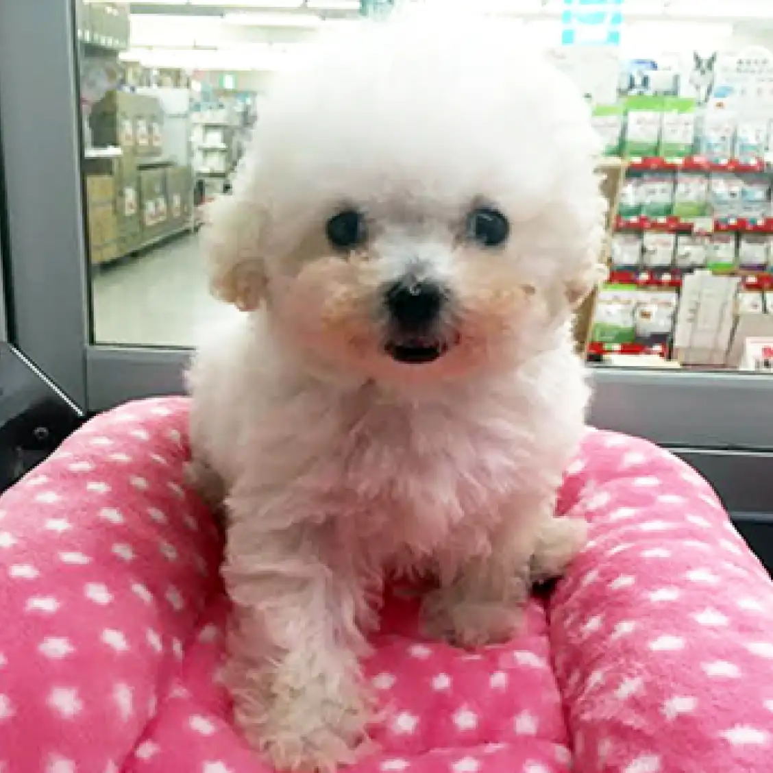 トイ・プードル